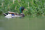 Image. Mallard