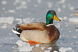 Image. Mallard