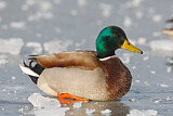 Image. Mallard