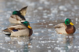 Image. Mallard