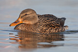 Image. Mallard
