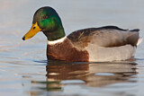 Image. Mallard