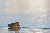 Image. Mallard