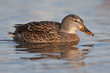 Image. Mallard
