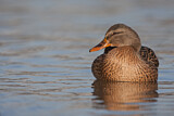 Image. Mallard