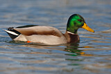Image. Mallard