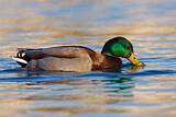 Image. Mallard