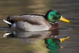 Image. Mallard