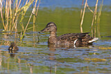 Image. Mallard