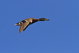 Image. Mallard