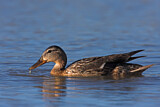 Image. Mallard