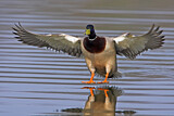 Image. Mallard