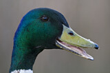 Image. Mallard