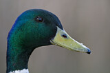 Image. Mallard
