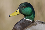 Image. Mallard