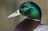 Image. Mallard
