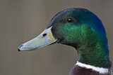 Image. Mallard