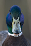 Image. Mallard