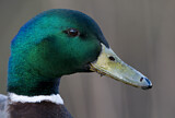 Image. Mallard
