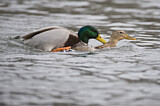 Image. Mallard