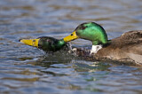 Image. Mallard