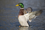 Image. Mallard