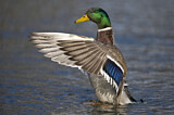 Image. Mallard