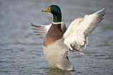 Image. Mallard