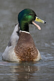 Image. Mallard