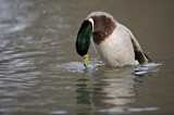 Image. Mallard
