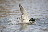 Image. Mallard
