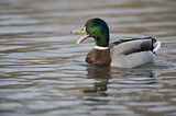 Image. Mallard