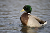 Image. Mallard