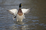Image. Mallard