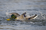 Image. Mallard
