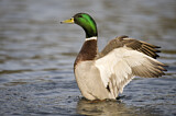 Image. Mallard