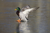 Image. Mallard