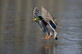 Image. Mallard