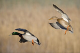 Image. Mallard