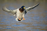 Image. Mallard