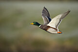 Image. Mallard