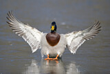 Image. Mallard