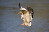 Image. Mallard