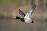 Image. Mallard