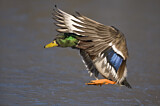 Image. Mallard