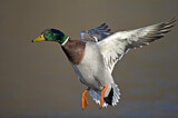 Image. Mallard