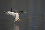 Image. Mallard