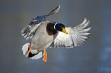 Image. Mallard