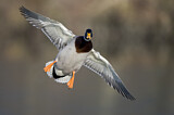 Image. Mallard