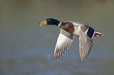 Image. Mallard